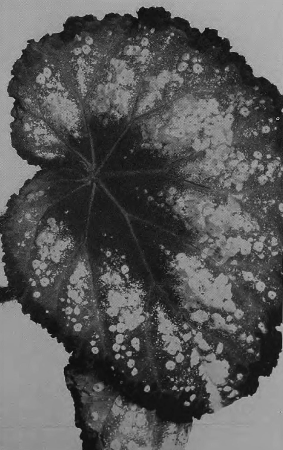 B. ‘Cardoza’